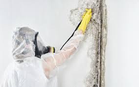 Best Emergency Mold Remediation  in Apison, TN